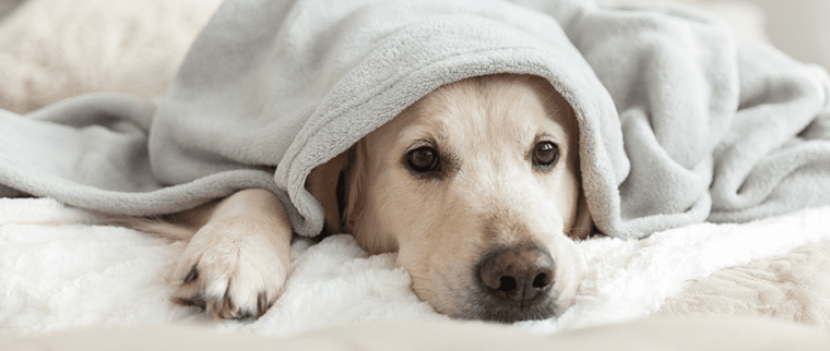chien déprimé